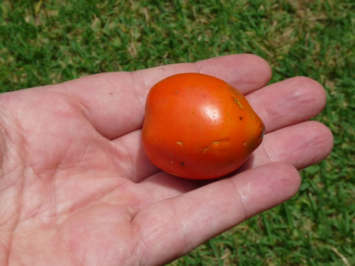 fruta del pijuayo
